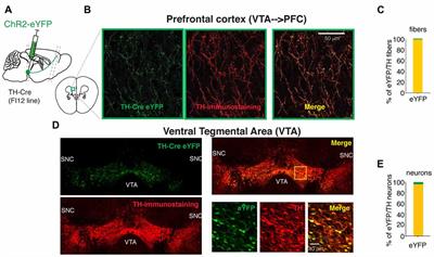 Direct Glutamatergic Signaling From Midbrain Dopaminergic Neurons Onto Pyramidal Prefrontal Cortex Neurons